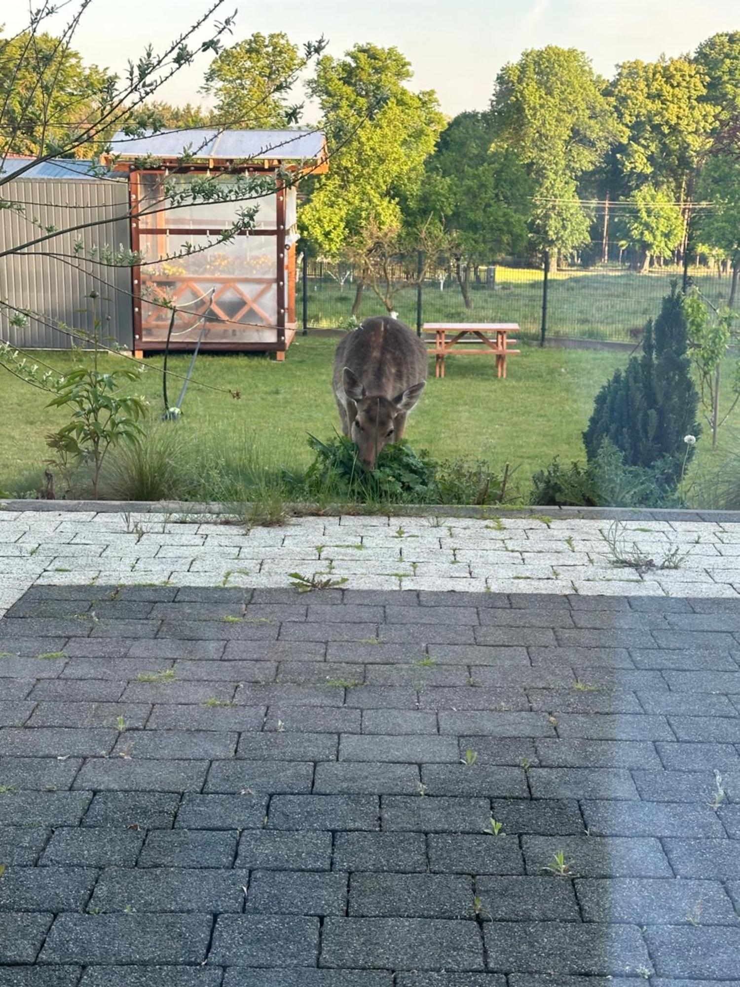 Swiety Spokoj Bielinek Cedynia Dış mekan fotoğraf